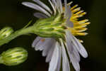 White panicle aster